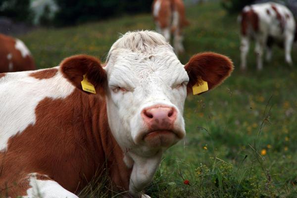 Curiosidades sobre a vaca - 10. Podem dormir em pé, mas o sono profundo ocorre quando estão deitadas