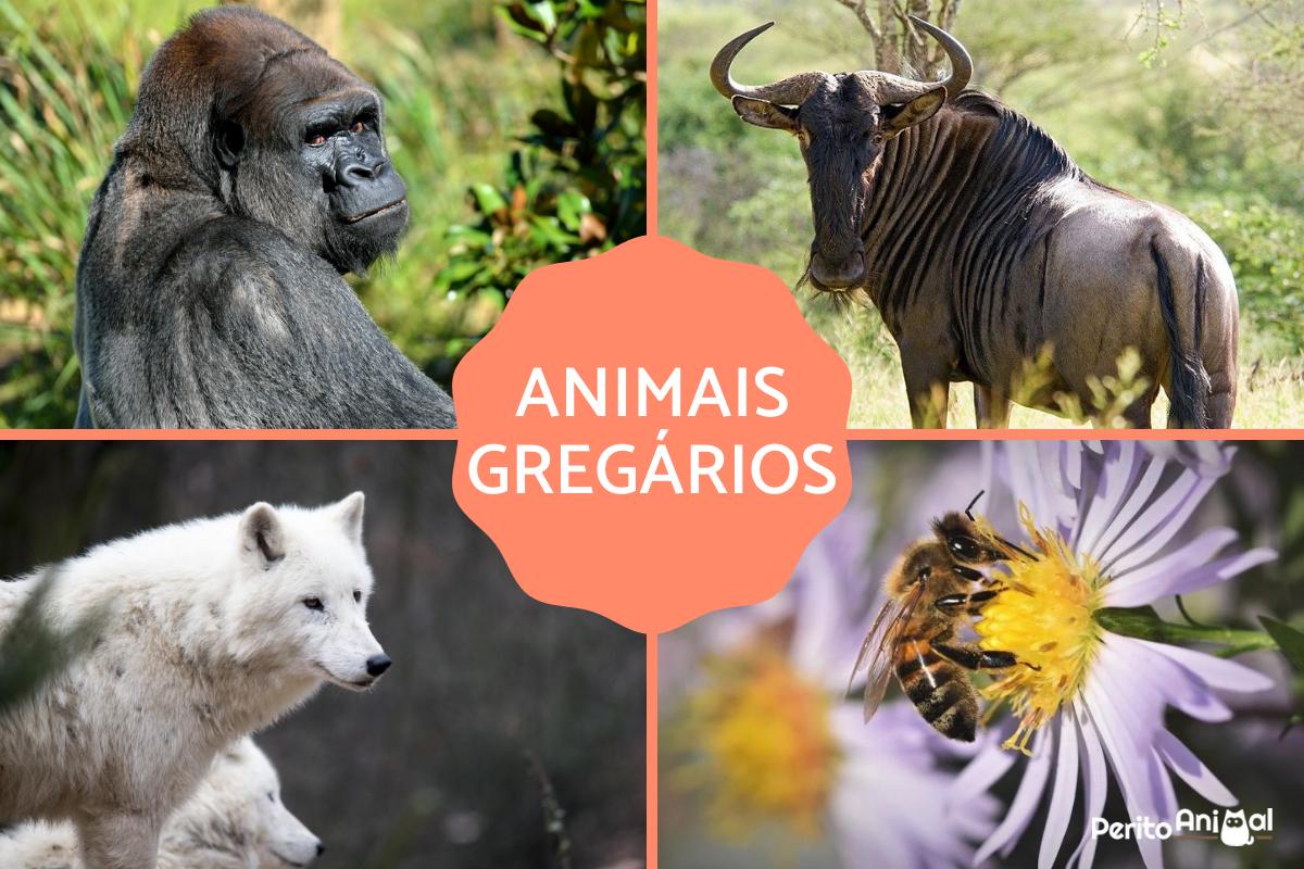 Animais gregários - Definição, exemplos e características