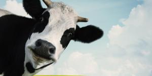 Curiosidades sobre a vaca