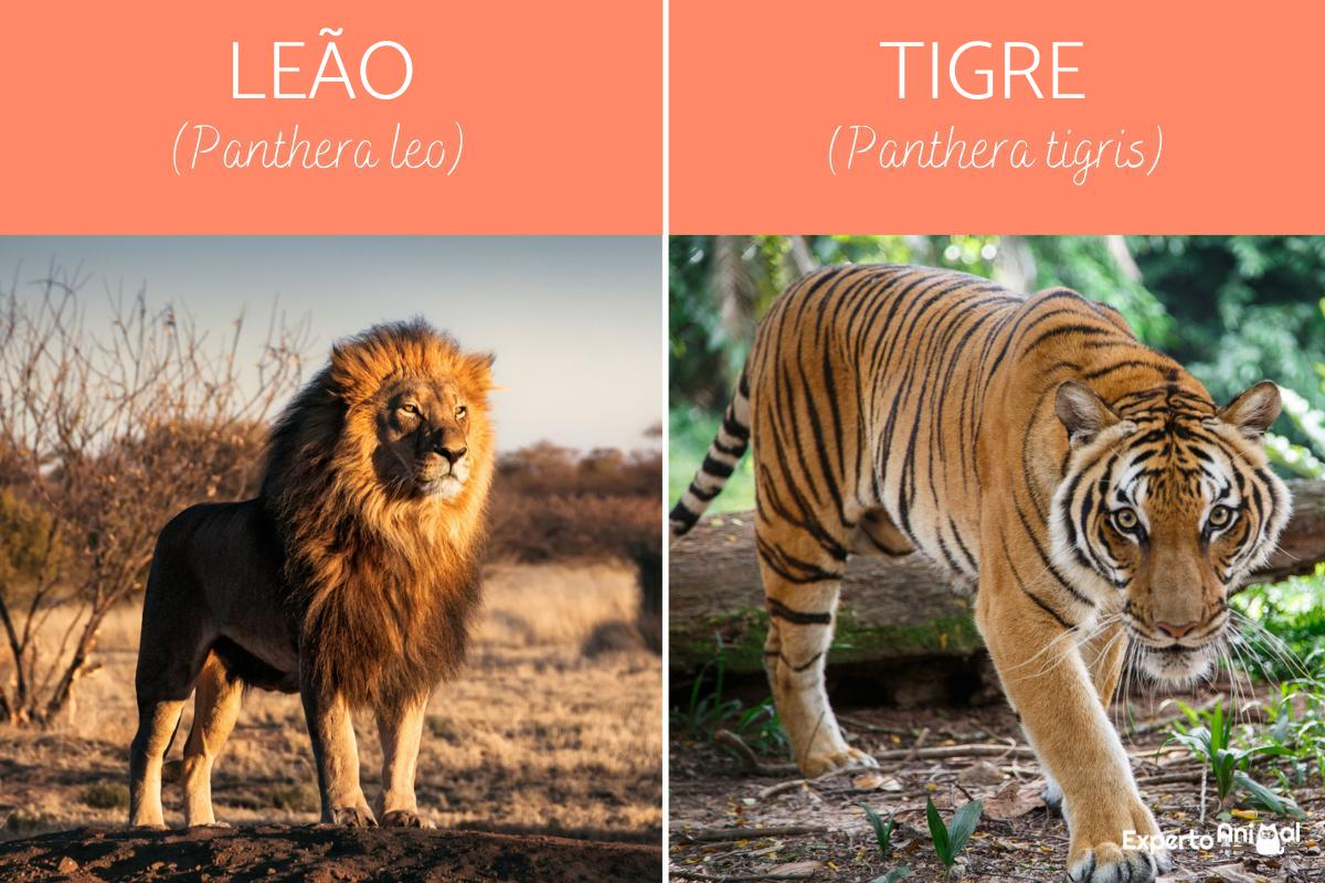 Diferenças entre o leão e o tigre