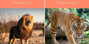Diferenças entre o leão e o tigre