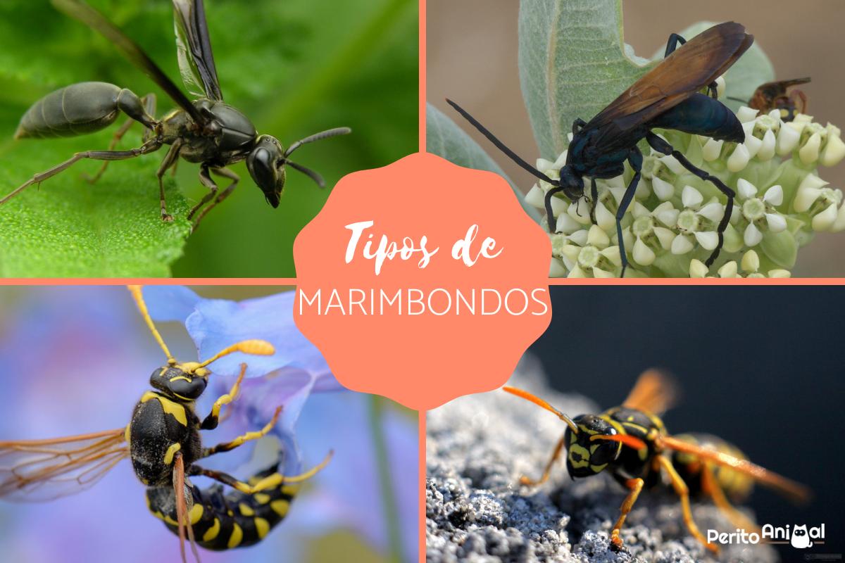 Tipos de marimbondos - Fotos, exemplos e características