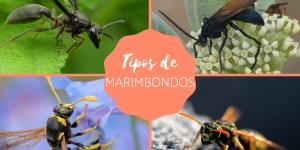Tipos de marimbondos - Fotos, exemplos e características