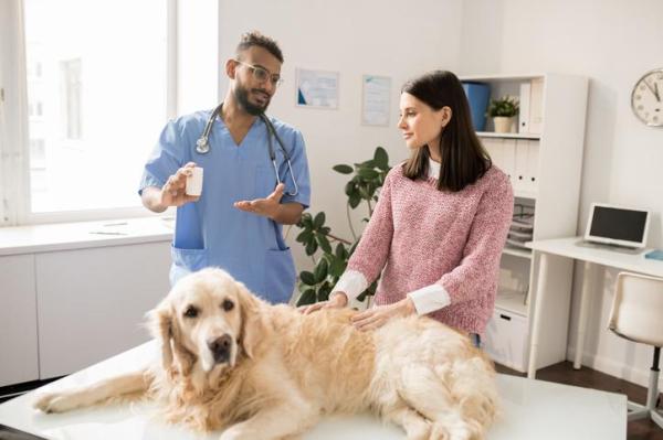 Omeprazol para cachorro: doses, usos e efeitos colaterais