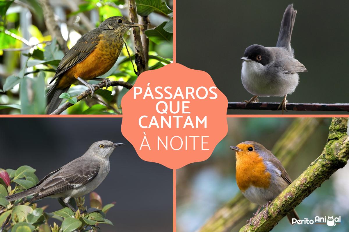 Pássaros que cantam à noite