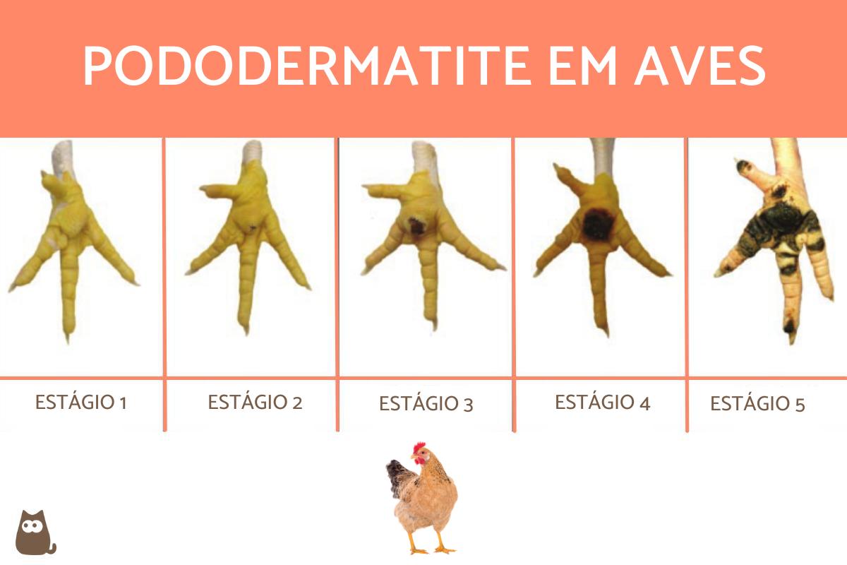 Pododermatite em aves - Causas, sintomas e tratamento