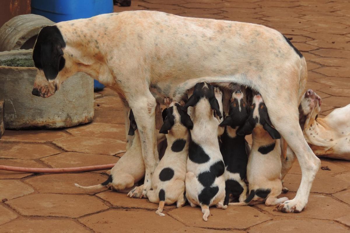 A mastite em cadelas - Sintomas e tratamento