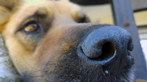 Meu cachorro respira com força pelo nariz - Causas e tratamento