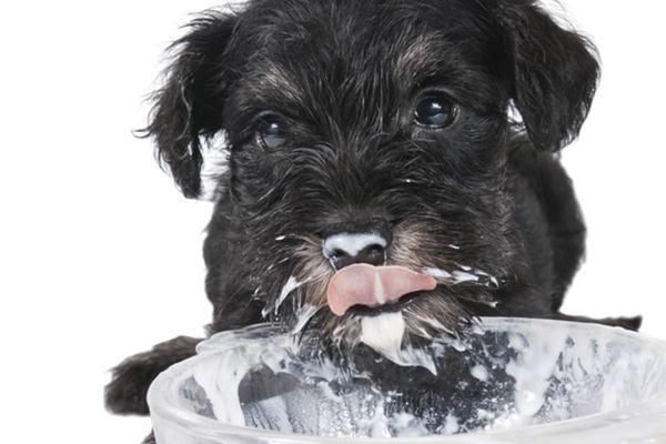 Cachorro pode comer iogurte? - O que acontece se eu der iogurte ao meu cachorro? Pode ter efeitos colaterais?