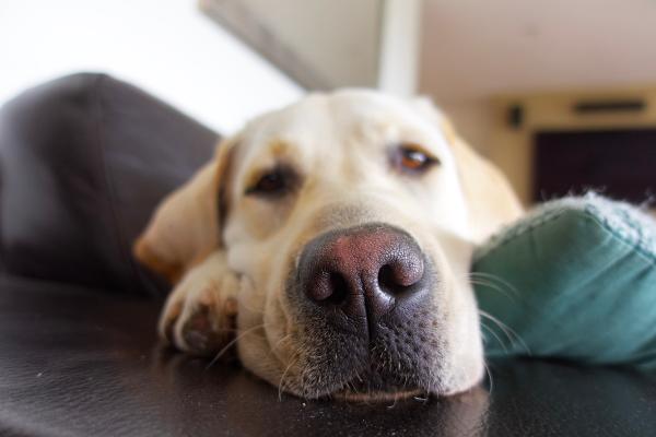 Meu cachorro respira com força pelo nariz - Causas e tratamento - Patologias do trato respiratório inferior