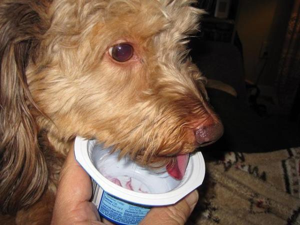 Cachorro pode comer iogurte? - Que tipo de iogurte posso dar ao meu cachorro?