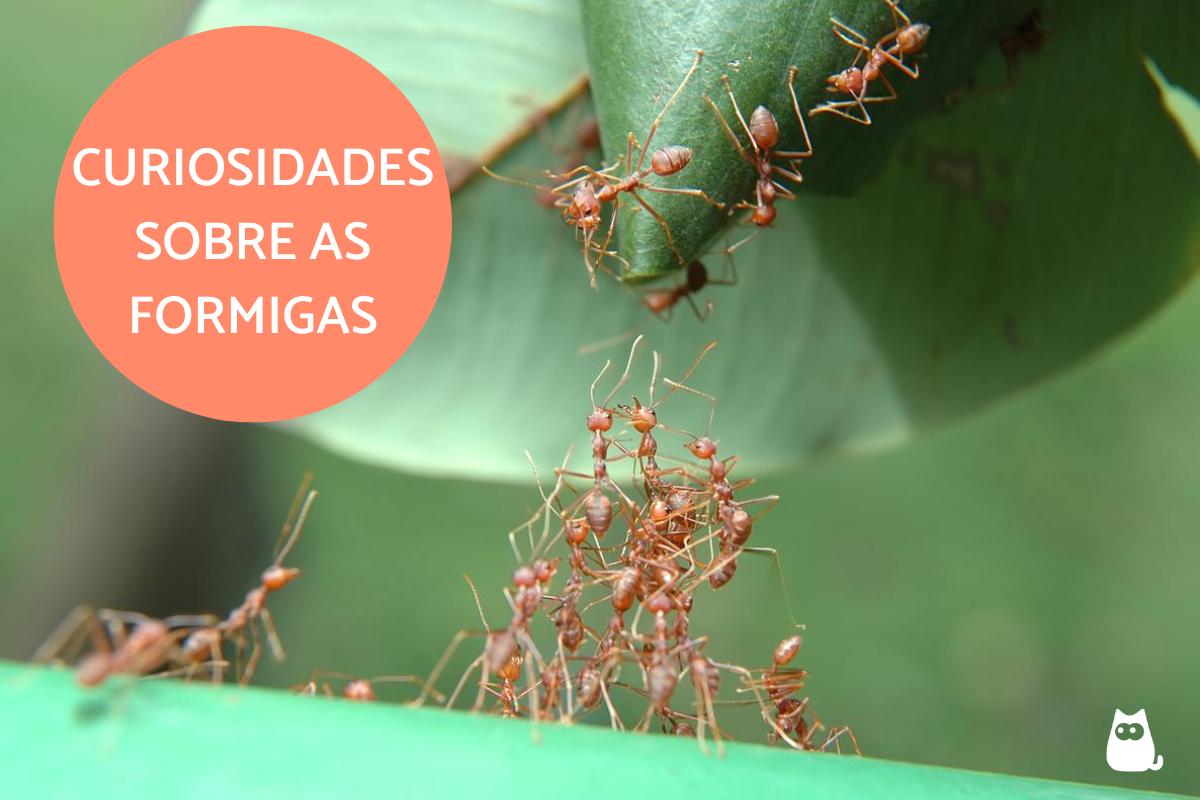 Curiosidades sobre as formigas