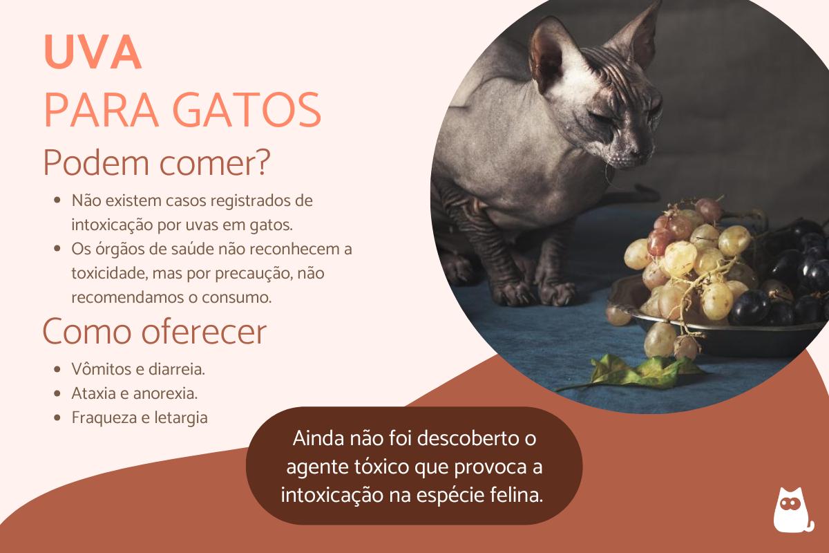 Gato pode comer uva?
