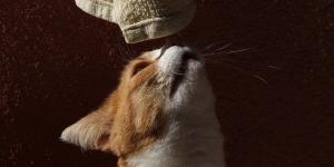 Porque os gatos abrem a boca quando cheiram algo?
