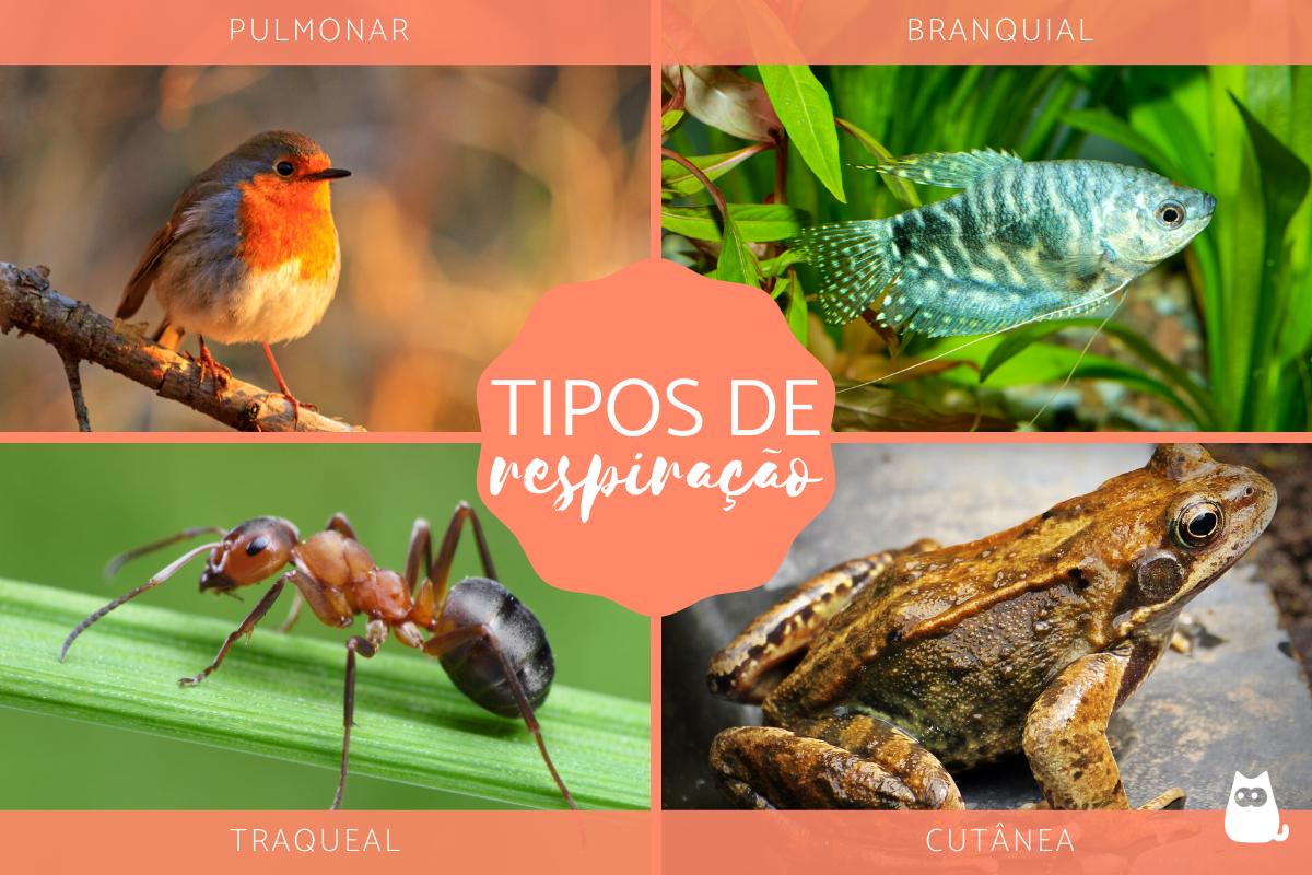 Tipos de respiração dos animais