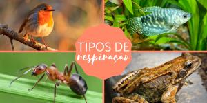 Tipos de respiração dos animais