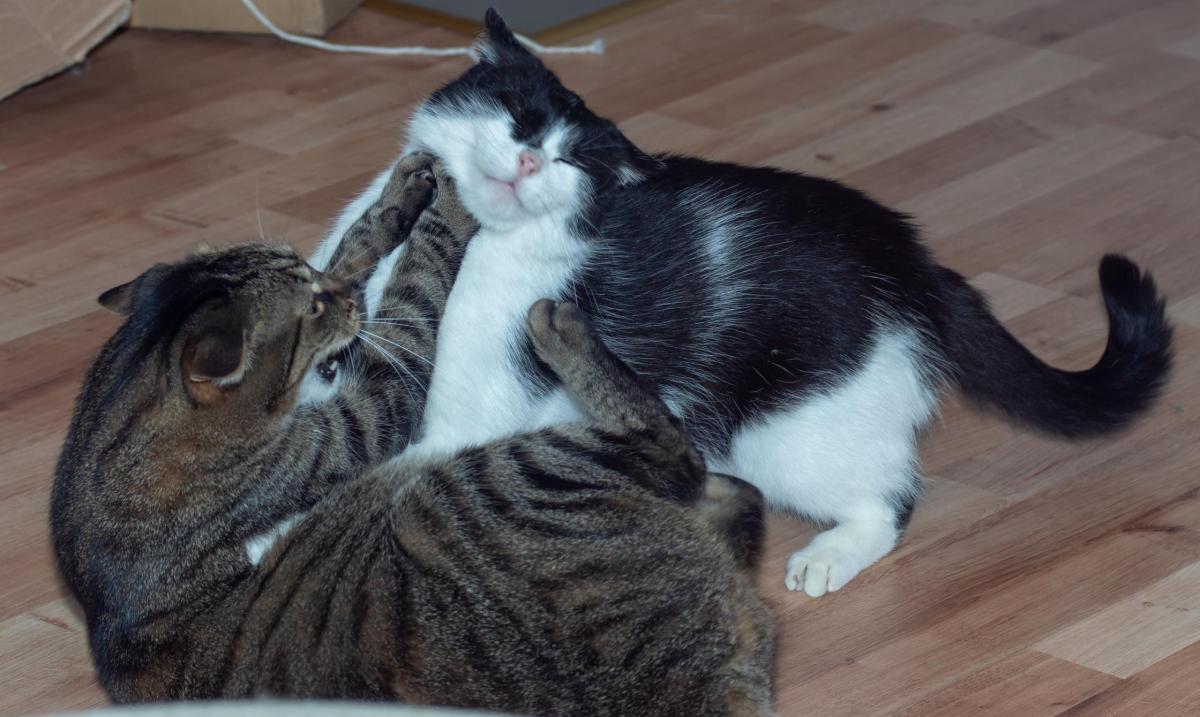 Mordida de gato em outro gato - Como tratar e prevenir