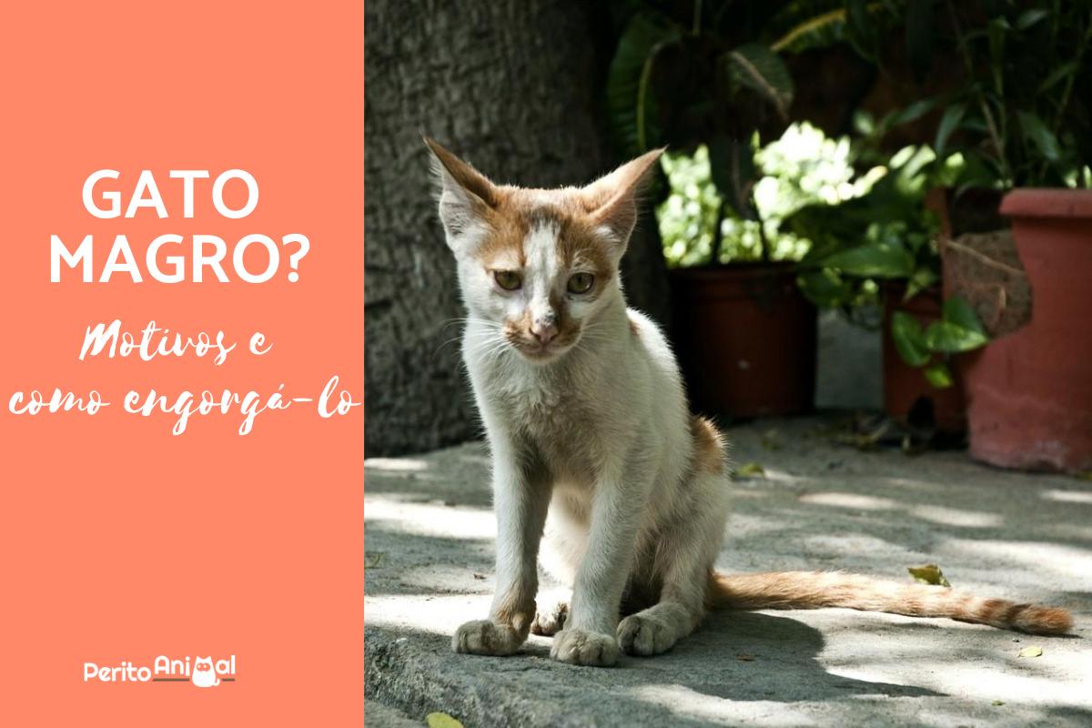 Como engordar um gato magro