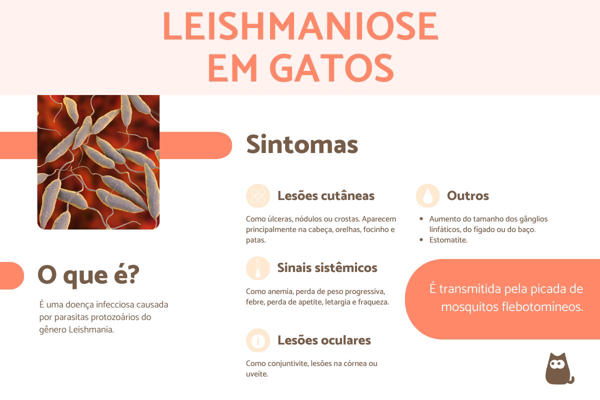 Leishmaniose em gatos: contágio, sintomas e tratamento