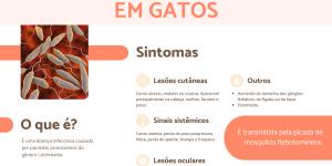 Leishmaniose em gatos: contágio, sintomas e tratamento