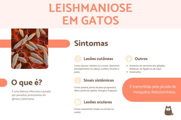 Leishmaniose em gatos: contágio, sintomas e tratamento