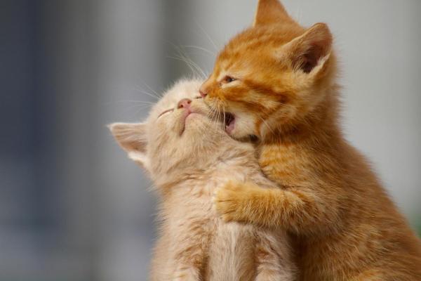 Gato lambendo outro gato: causas e o que fazer - 2. Por querer brincar