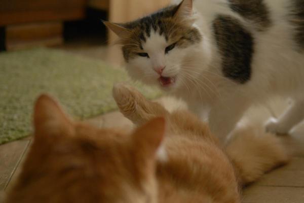 Gato lambendo outro gato: causas e o que fazer - 3. Para estabelecer limites