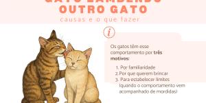 Gato lambendo outro gato: causas e o que fazer