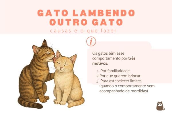 Gato lambendo outro gato: causas e o que fazer