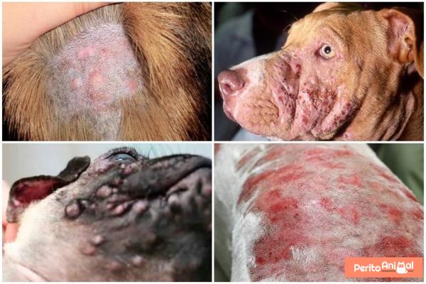Piodermite canina - Sintomas e tratamento - Quais são os sintomas da piodermite canina?