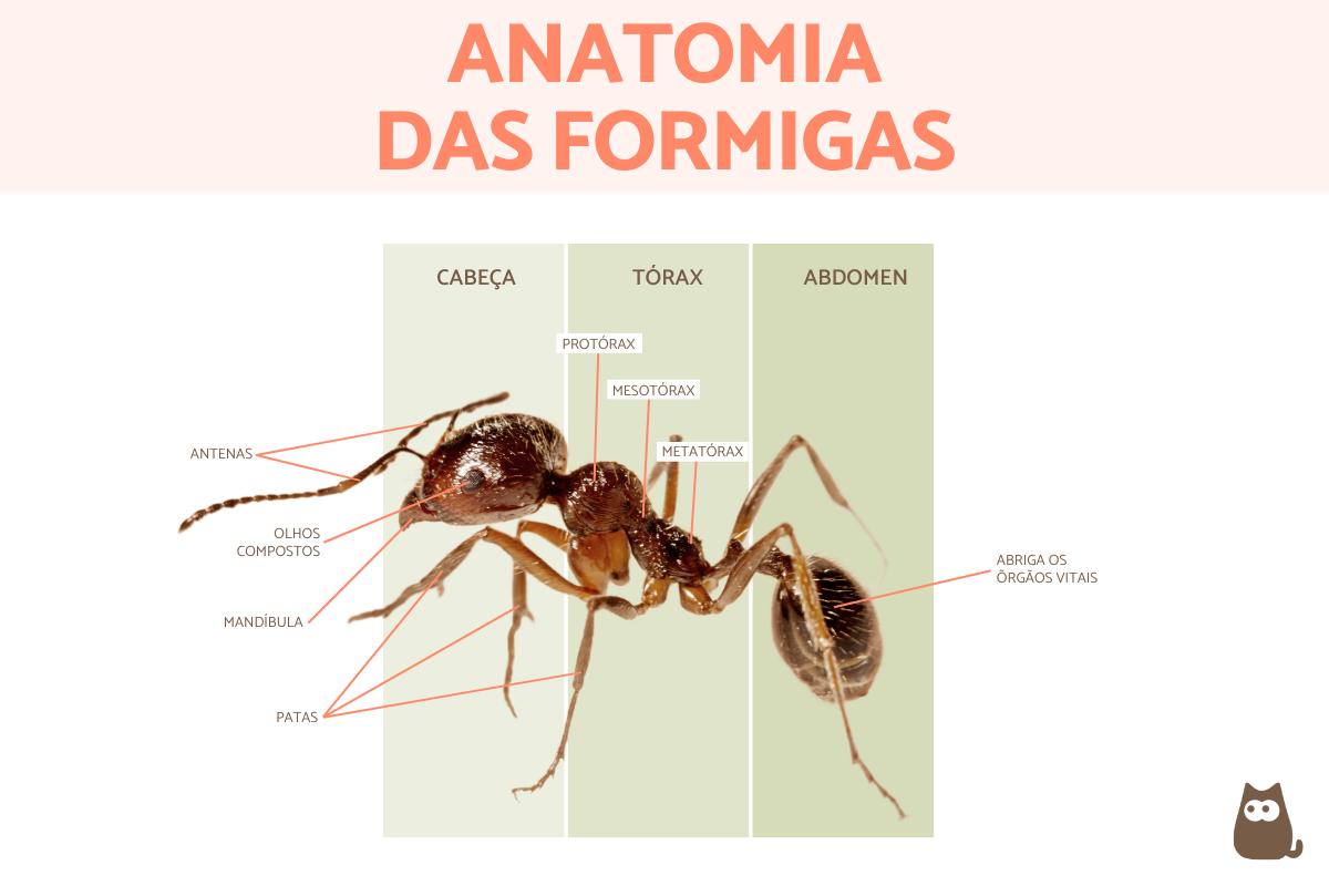 Anatomia das formigas