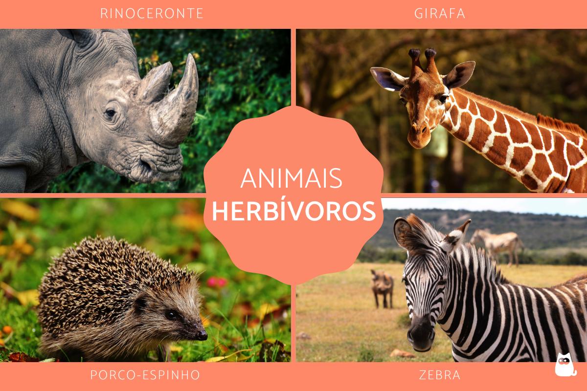 Animais herbívoros - Exemplos e curiosidades