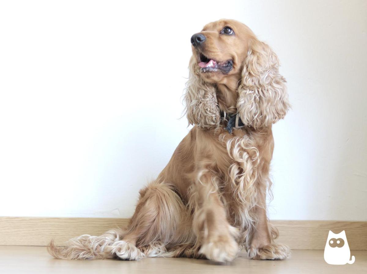 Nomes para cachorro cocker