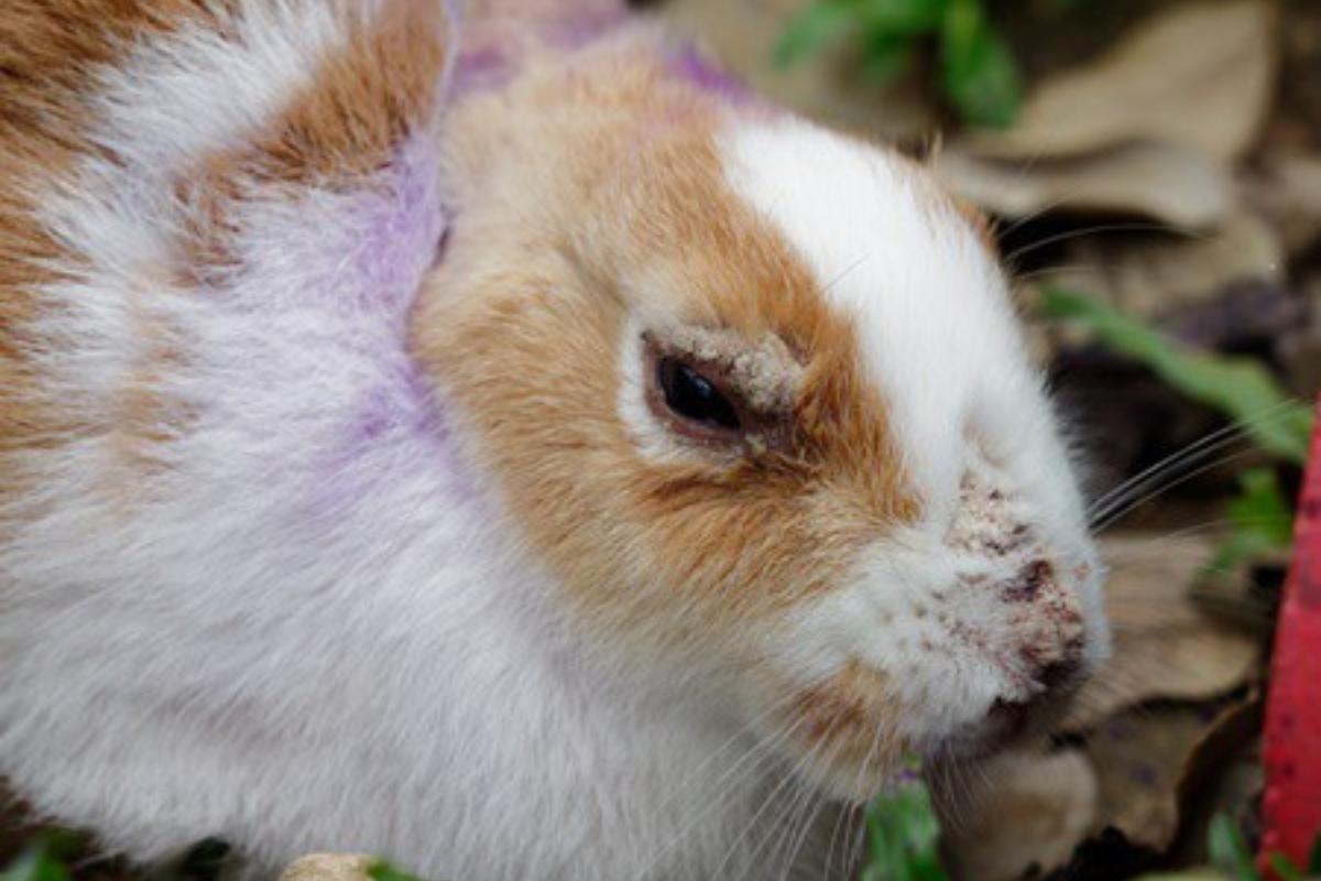 Por que coelhos arrancam os pelos?