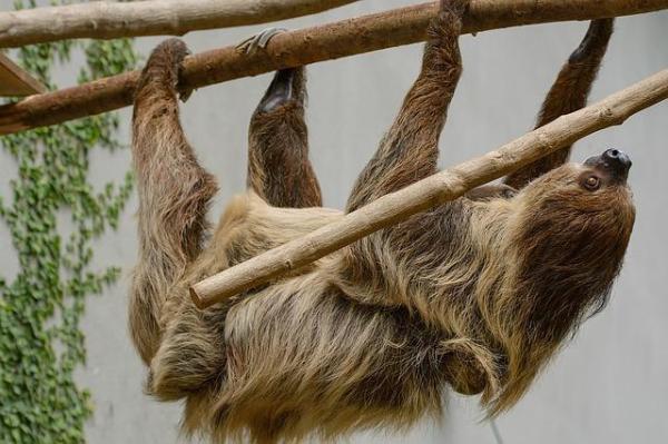 Os animais mais solitários do mundo - Bicho-preguiça