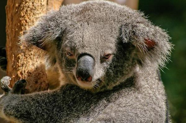 Os animais mais solitários do mundo - Coala