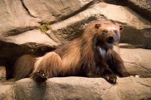 Os animais mais solitários do mundo - Glutão ou carcaju