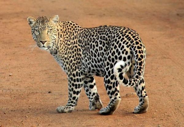 Os animais mais solitários do mundo - Leopardo
