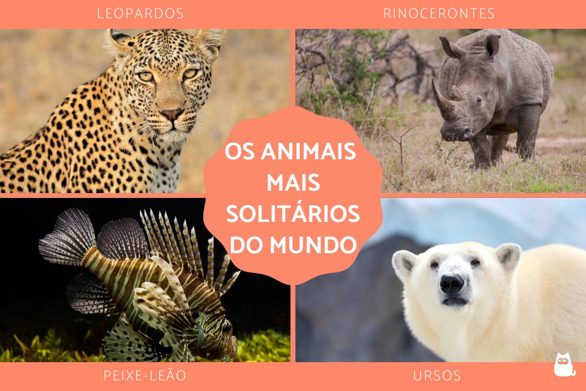 Os animais mais solitários do mundo