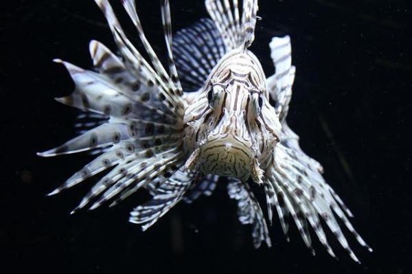 Os animais mais solitários do mundo - Peixe-leão