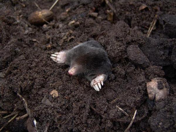 Os animais mais solitários do mundo - Toupeira