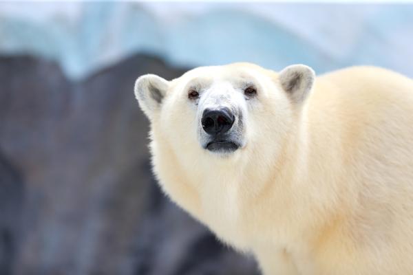 Os animais mais solitários do mundo - Urso