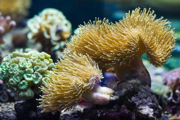 Animais que não cuidam dos filhotes - Anêmonas 