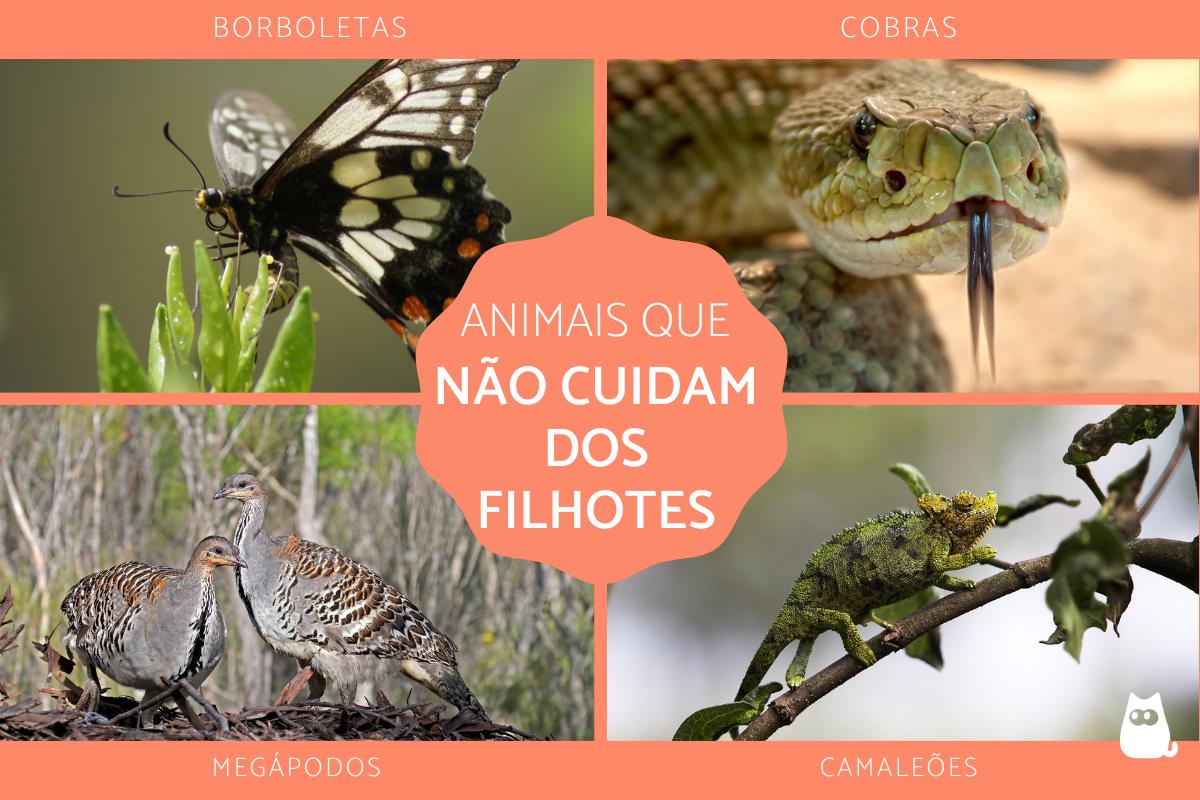 Animais que não cuidam dos filhotes