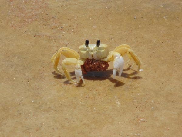 Animais que não cuidam dos filhotes - Caranguejos 
