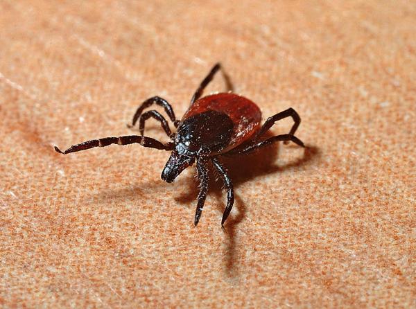 Animais que não cuidam dos filhotes - Carrapatos