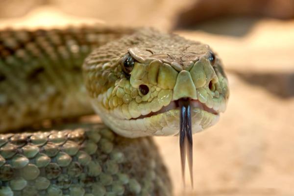 Animais que não cuidam dos filhotes - Cobras