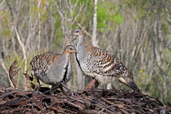 Animais que não cuidam dos filhotes - Megápodos