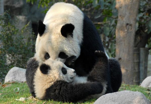 Animais que não cuidam dos filhotes - Panda-gigante