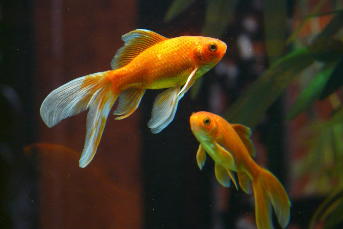 Quanto tempo vive um gold fish?
